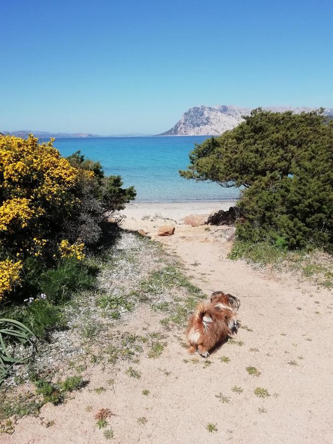 Frina Di Mari B&B San Teodoro  Dış mekan fotoğraf